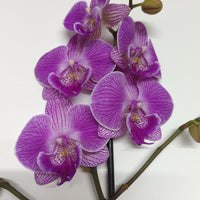 Phalaenopsis Orchid | Cosmic Flair