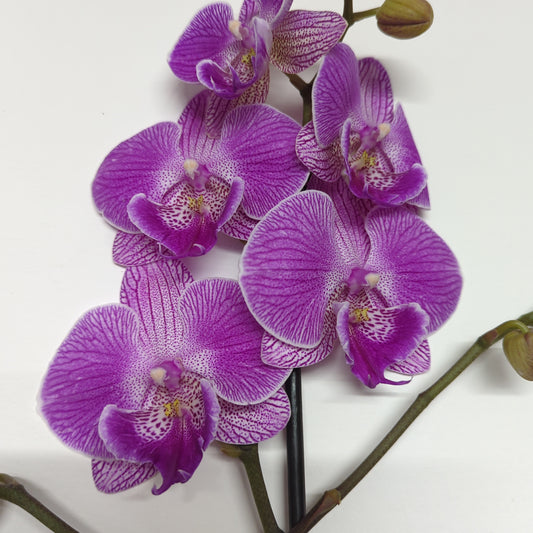 Phalaenopsis Orchid | Cosmic Flair | Orchid Plants