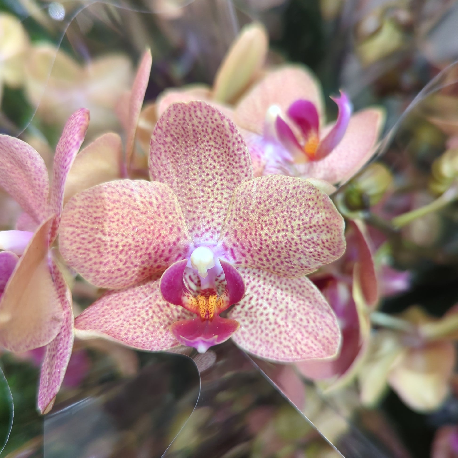 Phalaenopsis Orchid | Jena