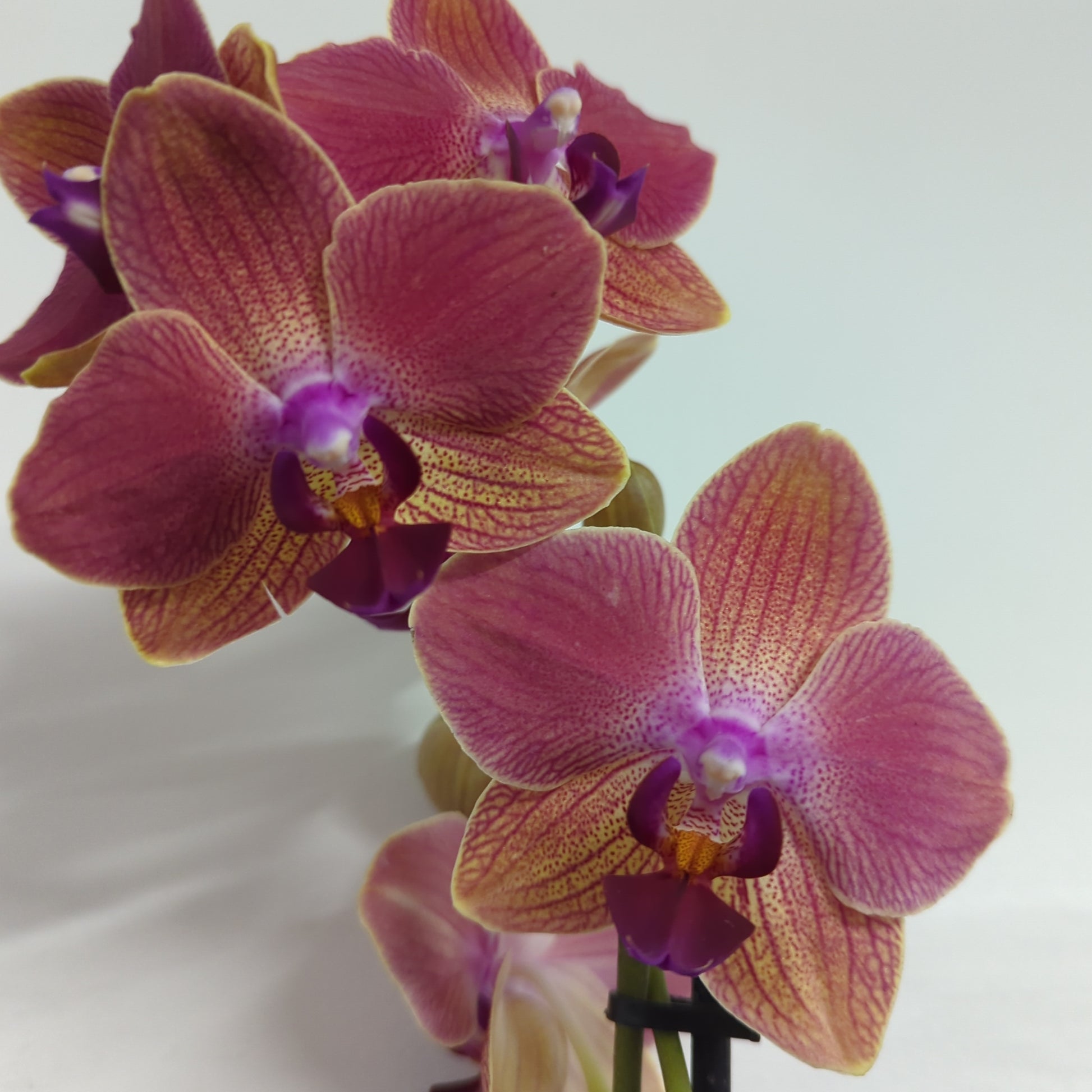 Phalaenopsis Orchid | Tequila