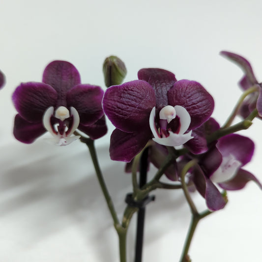Phalaenopsis Orchid | Coraline