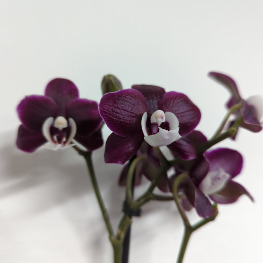 Phalaenopsis Orchid | Coraline