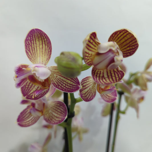 Phalaenopsis Orchid | Casey