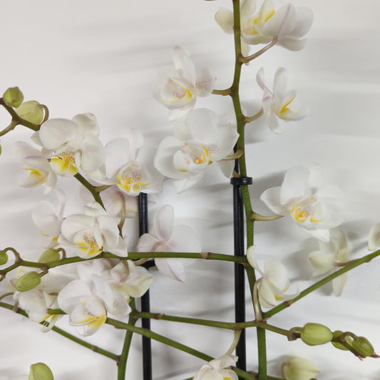 White Phalaenopsis Orchid | Multiflora White | Indoor Plants