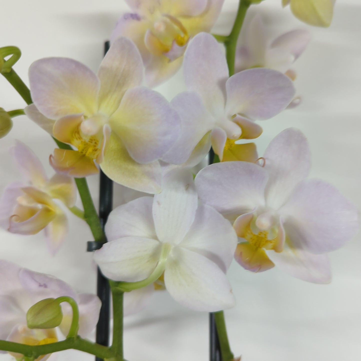 Phalaenopsis Orchid | Multiflora Samantha