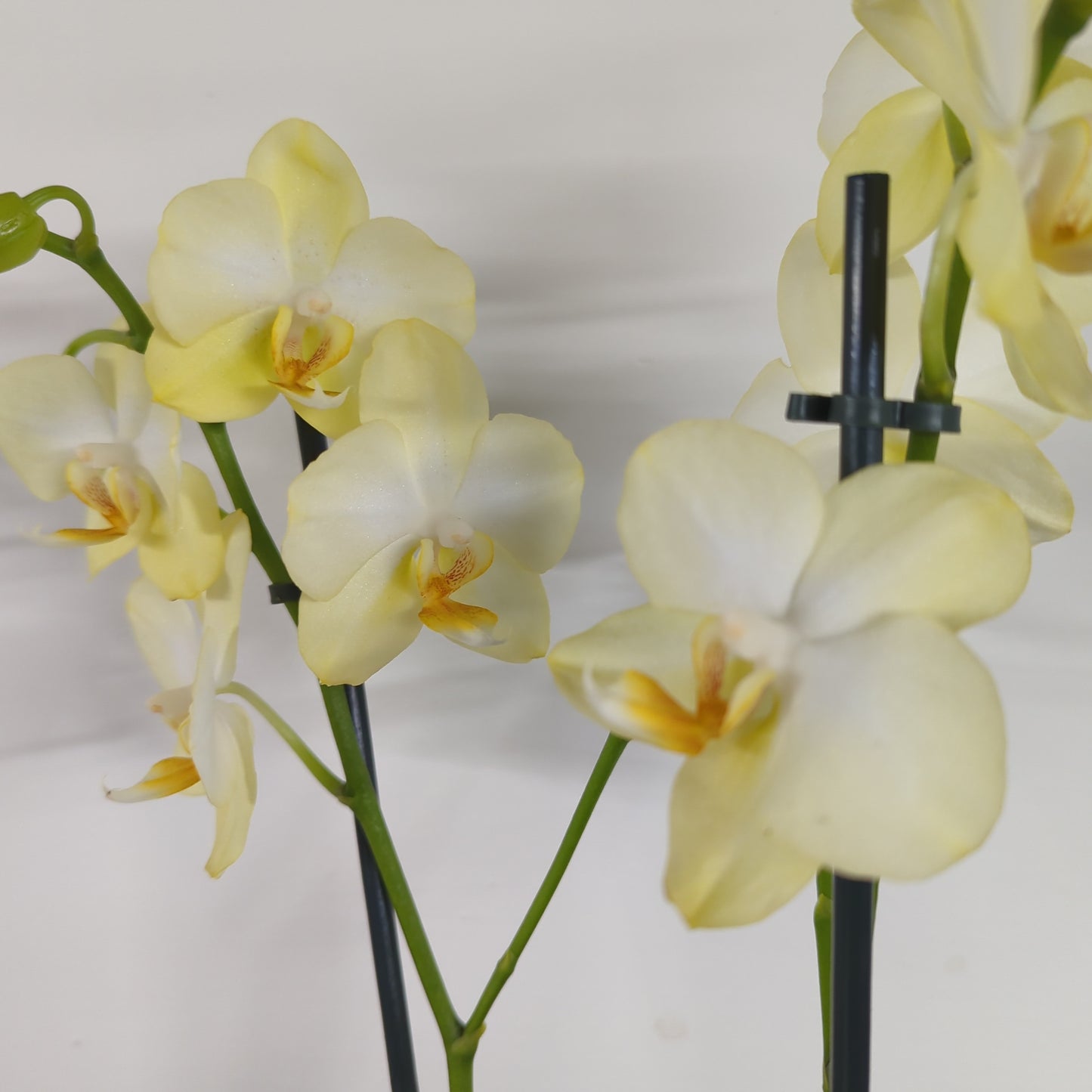 Phalaenopsis Orchid | Multiflora Sundance
