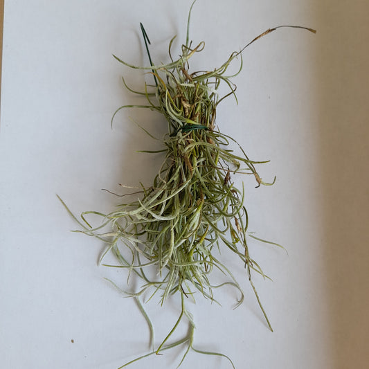 Spanish Moss | Potted Houseplants