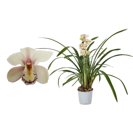 Cymbidium Orchid | Little Steph | Potted Houseplants