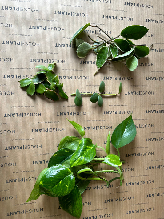 Chop and Prop Set 6 | Unrooted Cuttings | Perfect Plants for Under £30