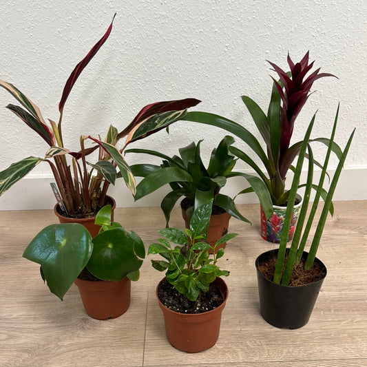 Rescue Me! Box T | Perfect Plants for Under £50