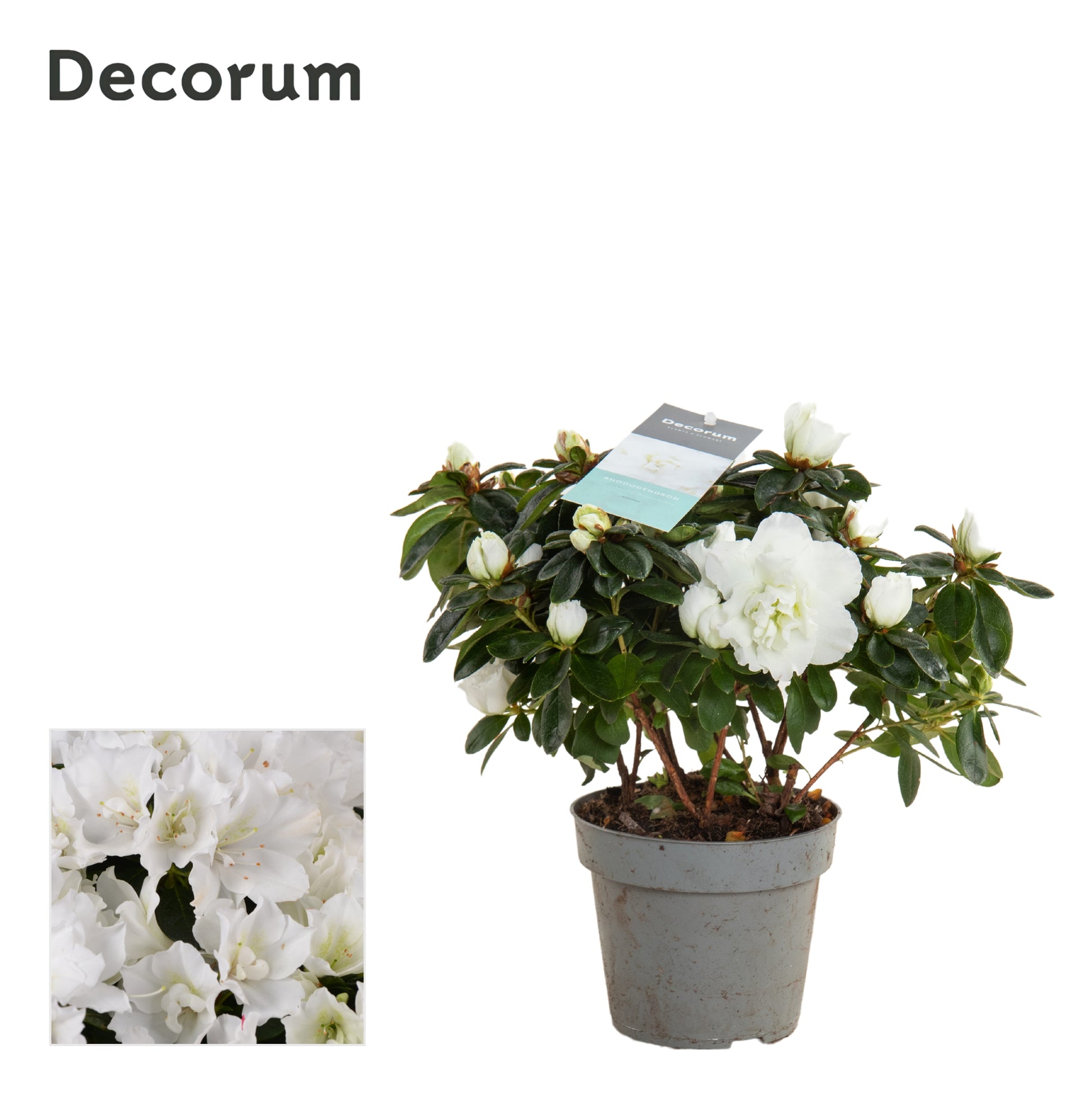 Flowering Azalea | White