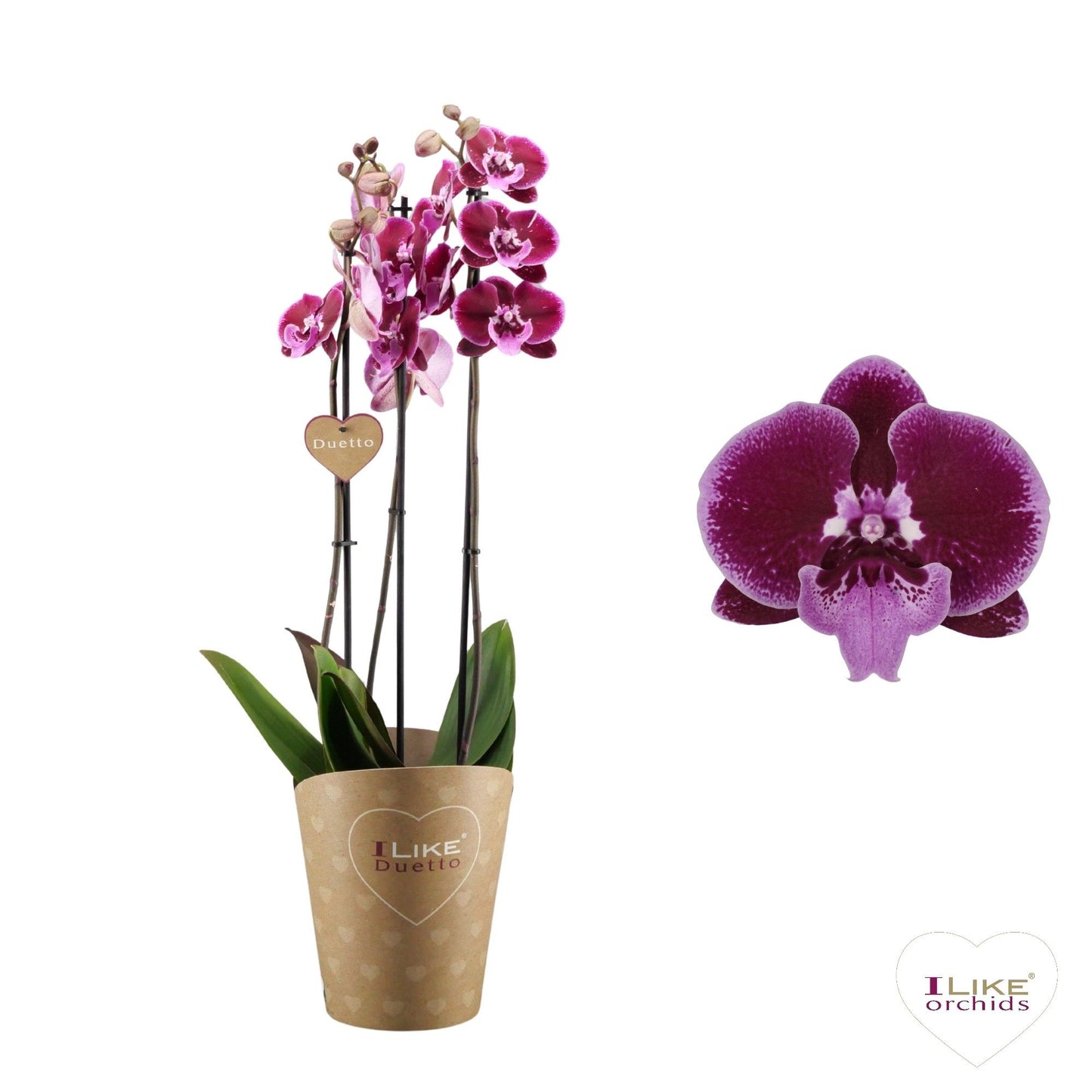 Phalaenopsis Orchid | Lembongan