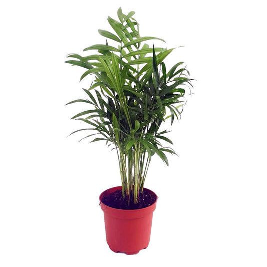 Parlour Palm | Shade Loving Plants