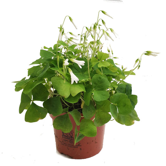 False Shamrock | Green | Potted Houseplants