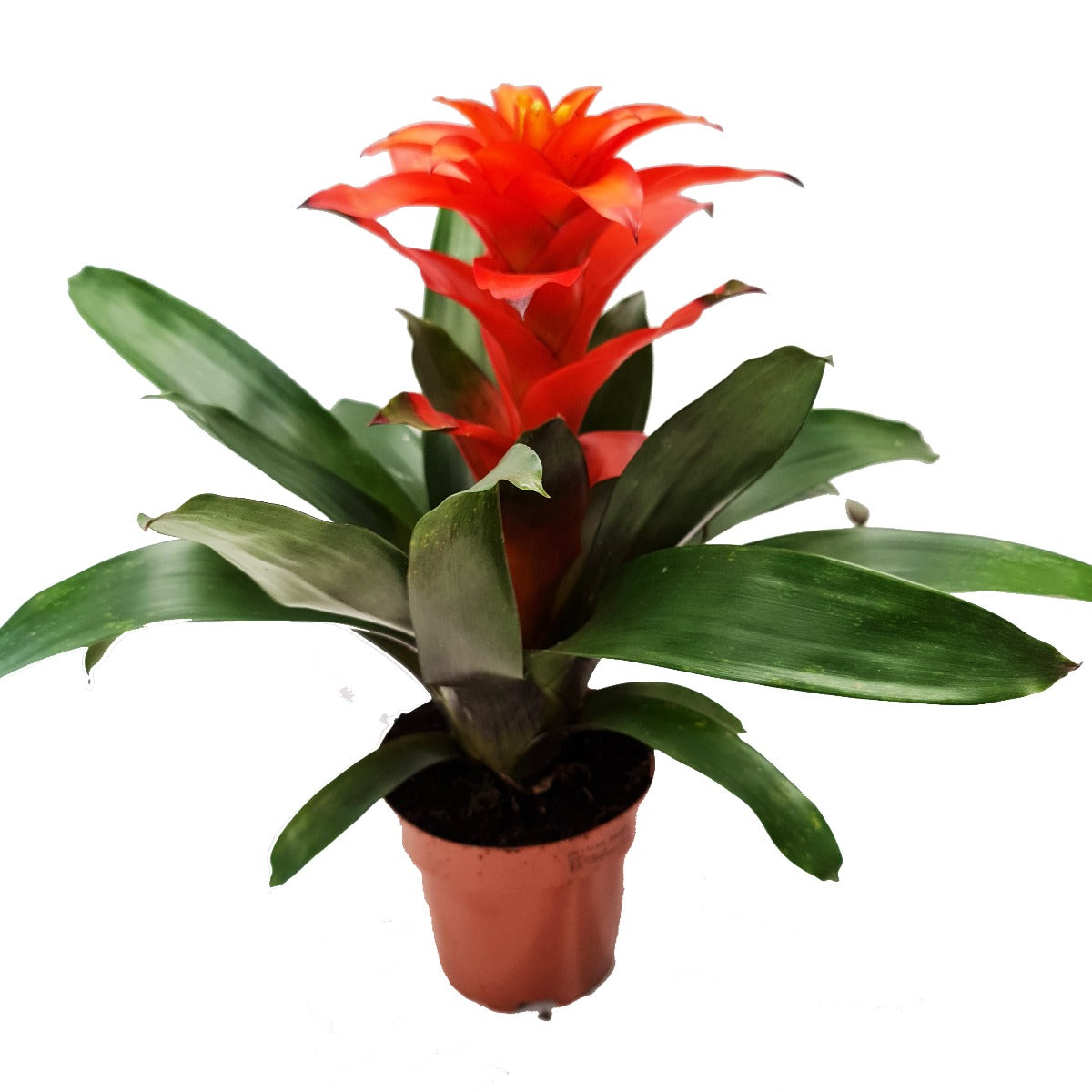 Guzmania Bromeliad | Orange-Red