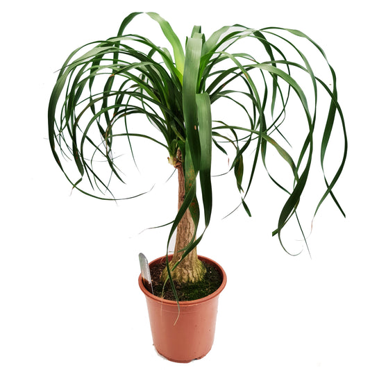 Pony Tail Palm