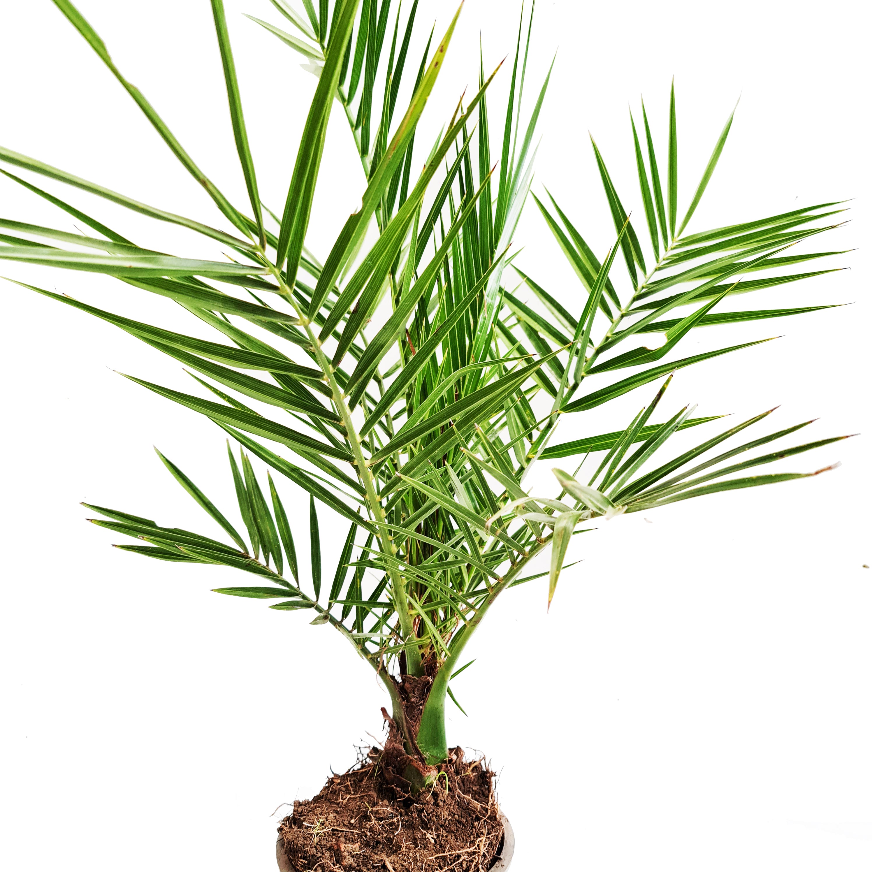 date palm house plant Date Palm