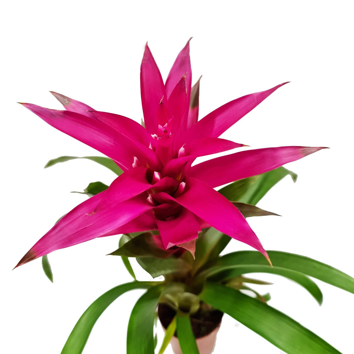 Guzmania Bromeliad | Plum