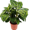 Dieffenbachia Dumb Cane Reflector