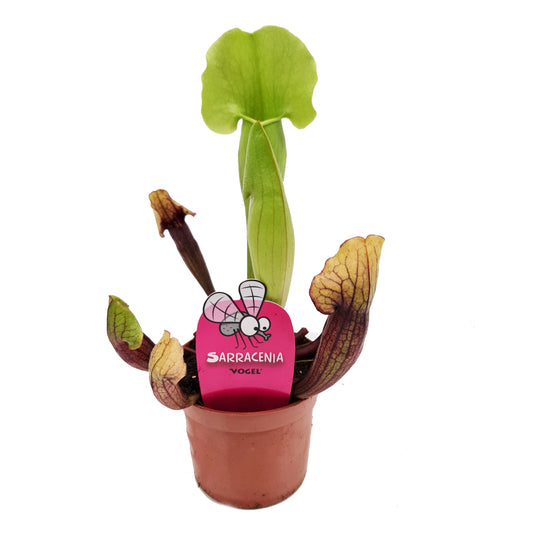 Trumpet Pitcher Plant | Fly Catcher | Vogel | 