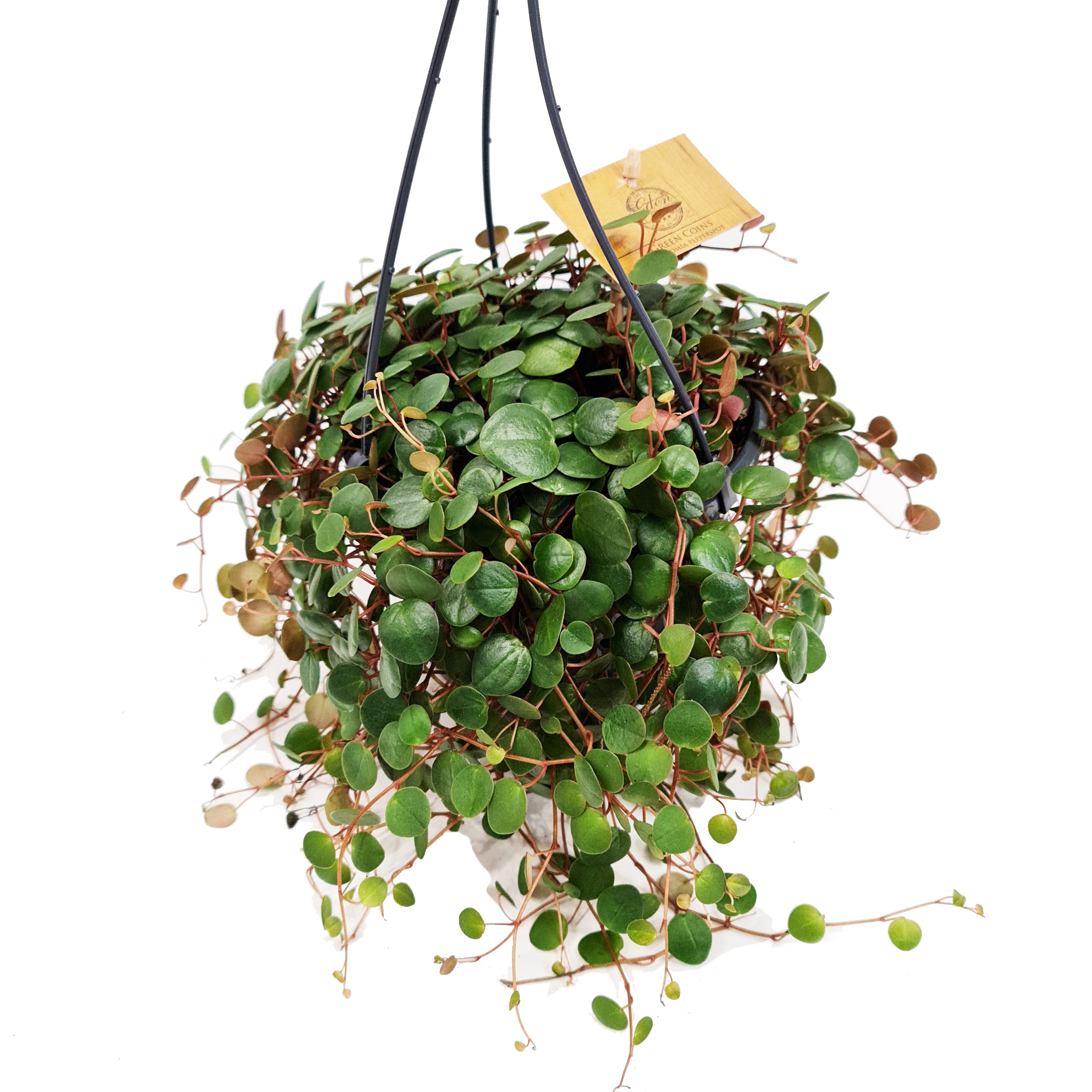 String of Coins