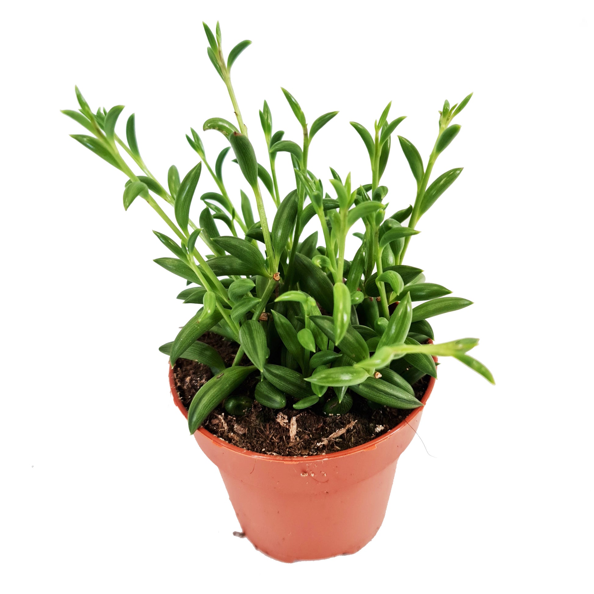 String Of Beans