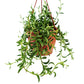 String Of Beans
