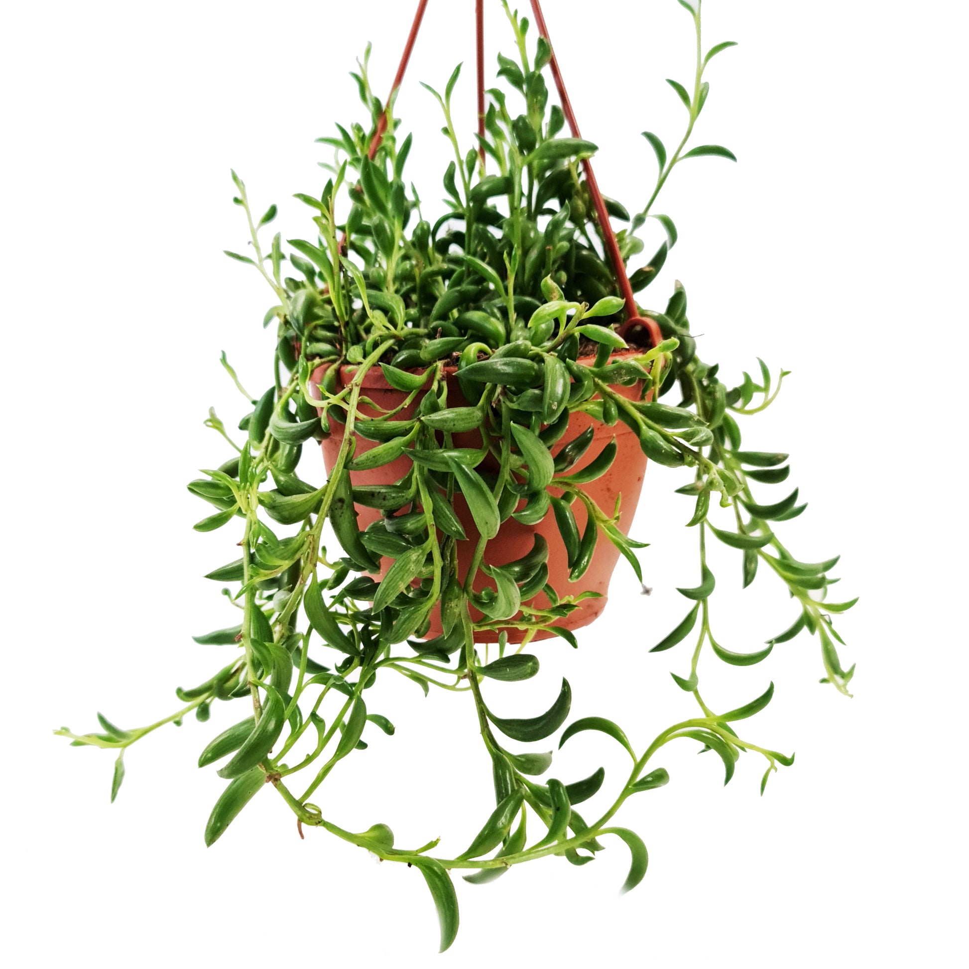 string of beans hanging plant String Of Beans
