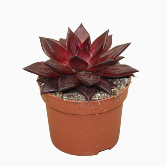 Echeveria | Taurus | 