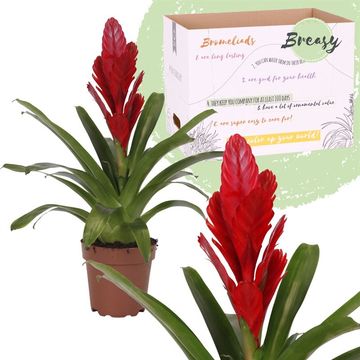 Vriesea Flaming Sword | Red | Potted Houseplants