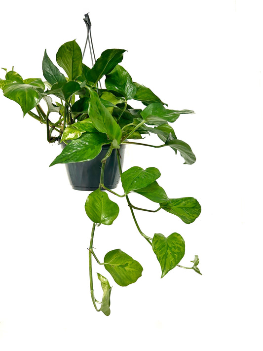 Pothos | Marble Green | Potted Houseplants
