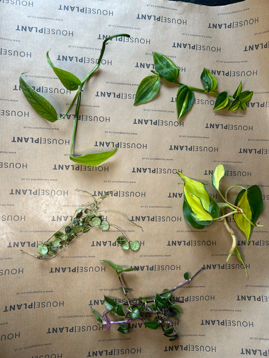 Chop and Prop Set 5 | Unrooted Cuttings | Perfect Plants for Under £30