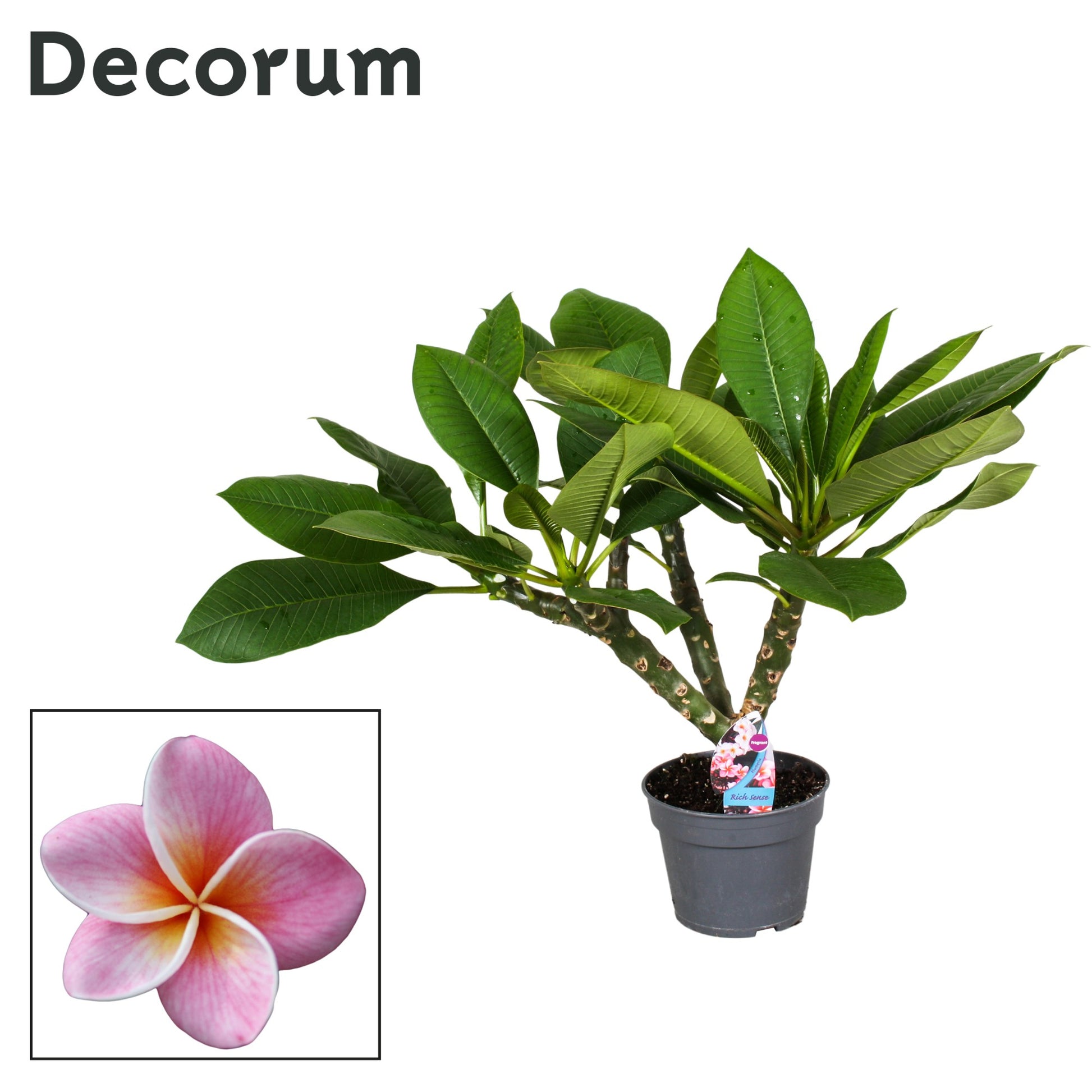 Frangipani