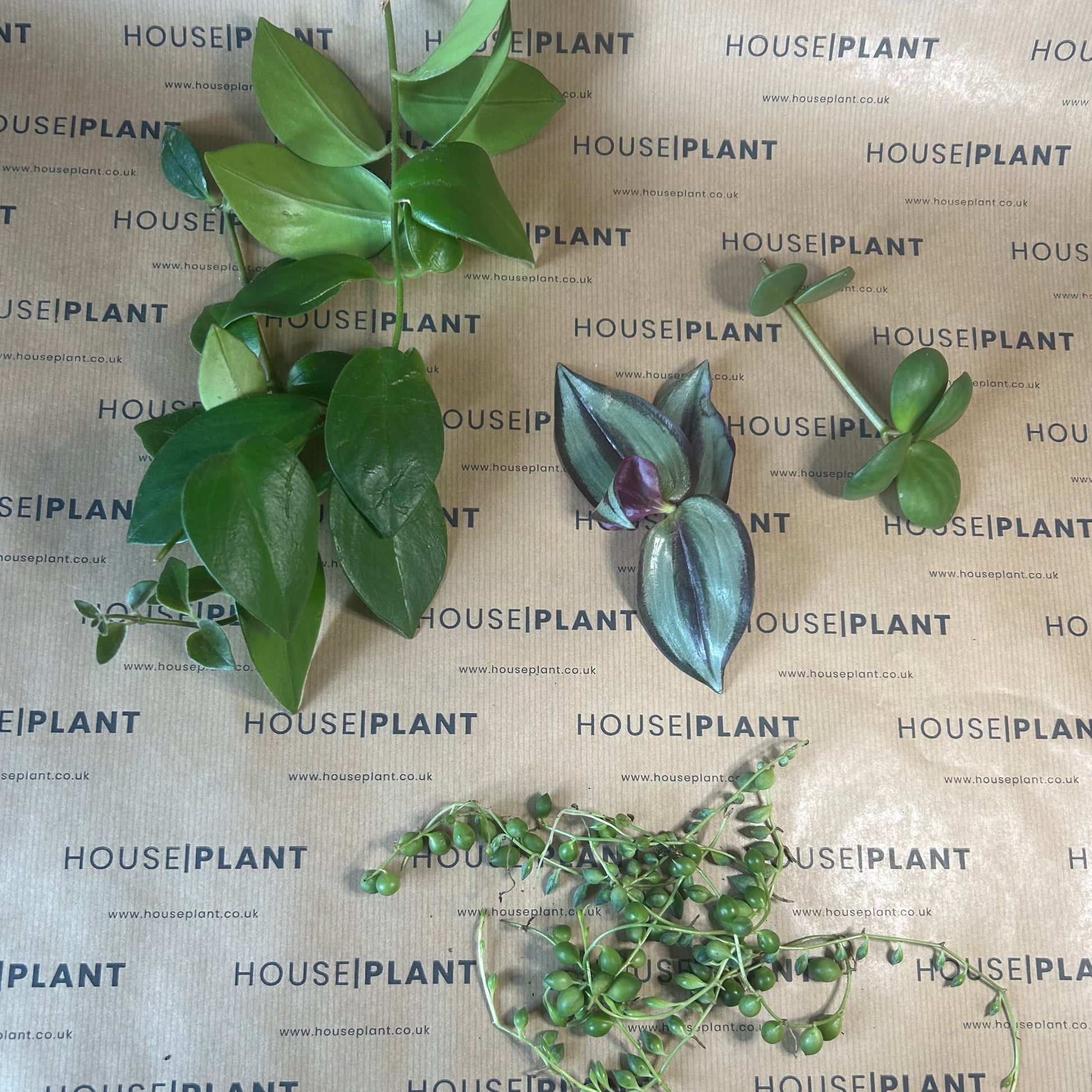 Chop and Prop Large Set 5 | Unrooted Cuttings