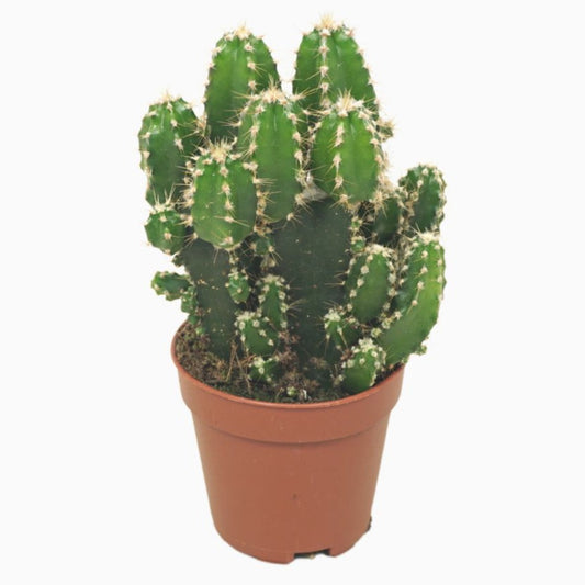 Apple Cactus | Paolina | Air Purifying Plants