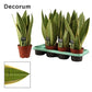 Snake Plant | Snow White
