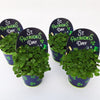 Shamrock | Green