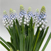 Grape Hyacinth | Manon