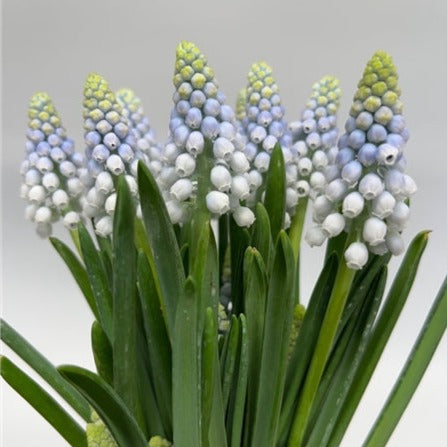 Grape Hyacinth | Manon | 