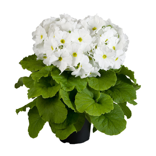 Primula | Touch-me White | Houseplant Moving Sale