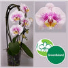 Phalaenopsis Orchid | Philip Tracy