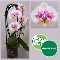 Phalaenopsis Orchid | Philip Tracy