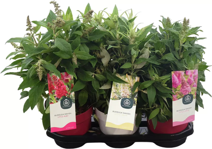 Butterfly Bush | Surprise Colour | Outdoor Plant