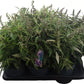 Butterfly Bush | Surprise Colour | Outdoor Plant