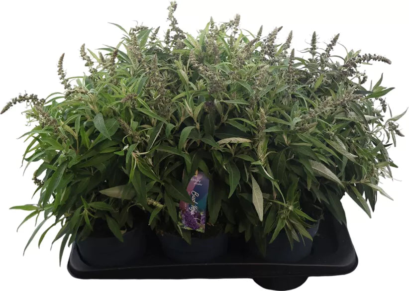 Butterfly Bush | Surprise Colour | Outdoor Plant