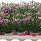 Pinks | Pink Butterfly | Outdoor Plant