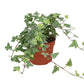 English Ivy | Tamara