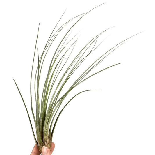 Air Plant | Juncea | Perfect Plants for Under £30