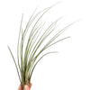 Air Plant | Juncea