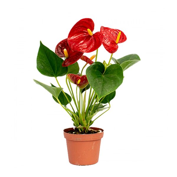 anthurium diamond Flamingo Flower
